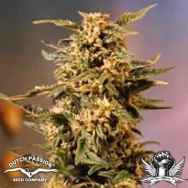 Dutch Passion Seeds Voodoo